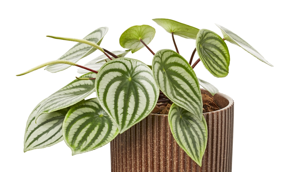 Watermelon Peperomia