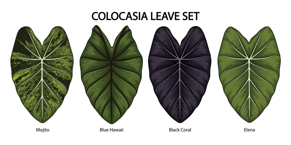 colocasia leaves