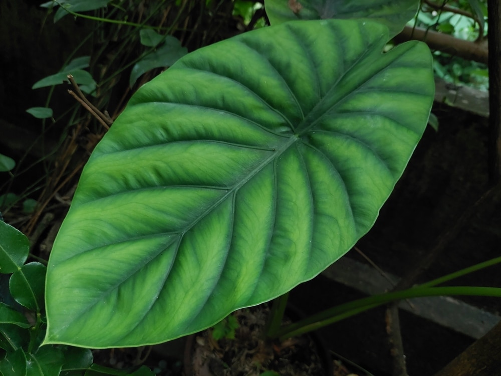 colocasia elephant ear plant