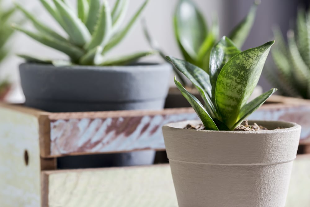 Sansevieria cylindrical