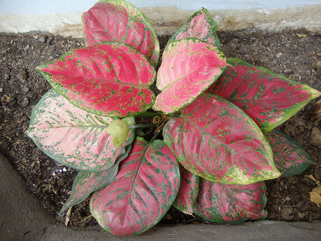 Aglaonema 'Valentine'