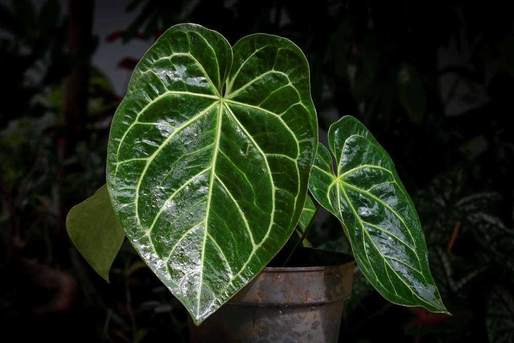 Anthurium Crystallinum