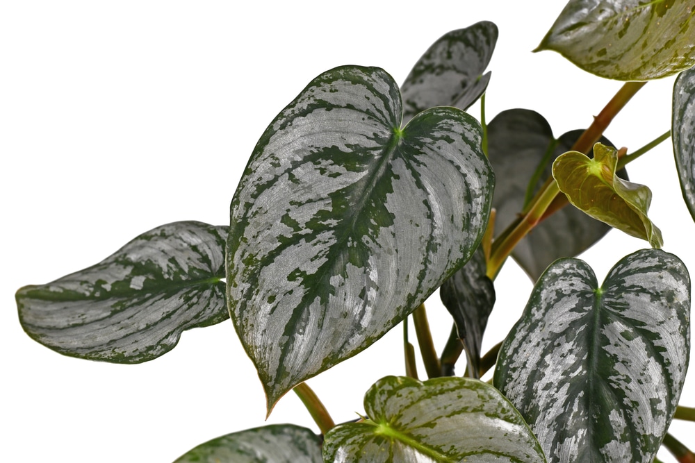 Philodendron Brandtianum