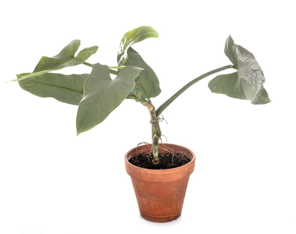 Philodendron Hastatum