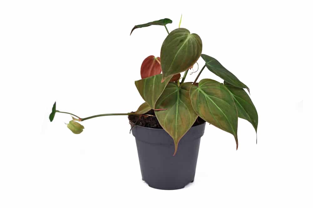 Philodendron micans