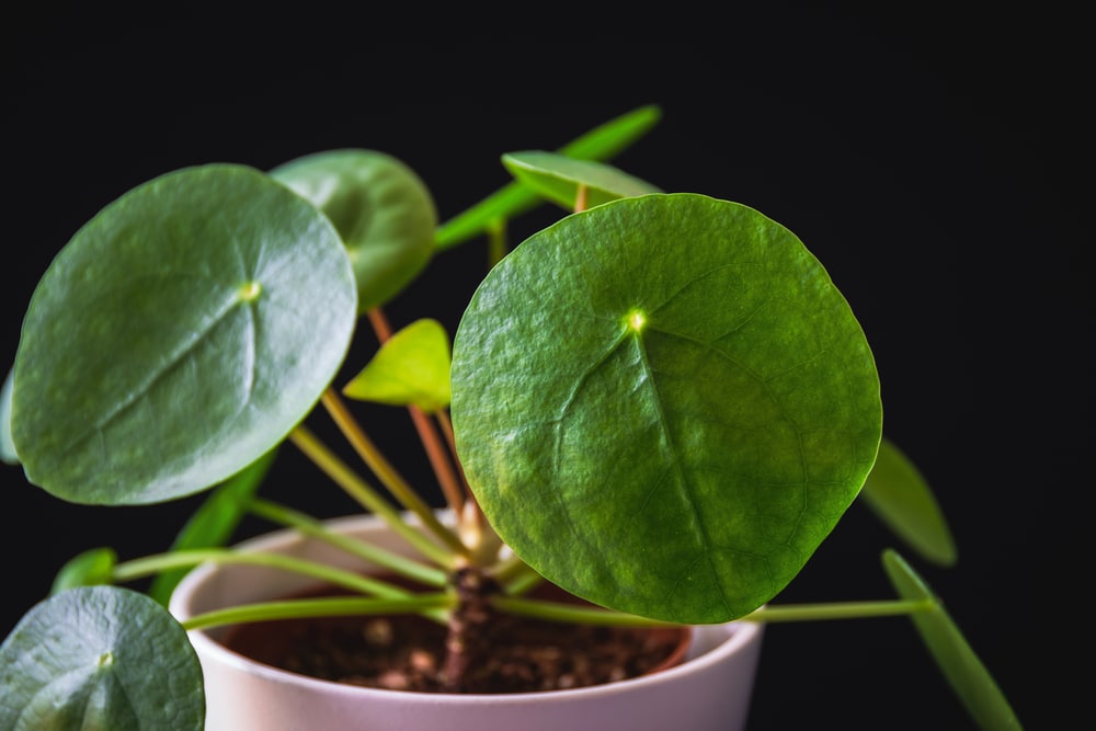 Pilea peperomioides