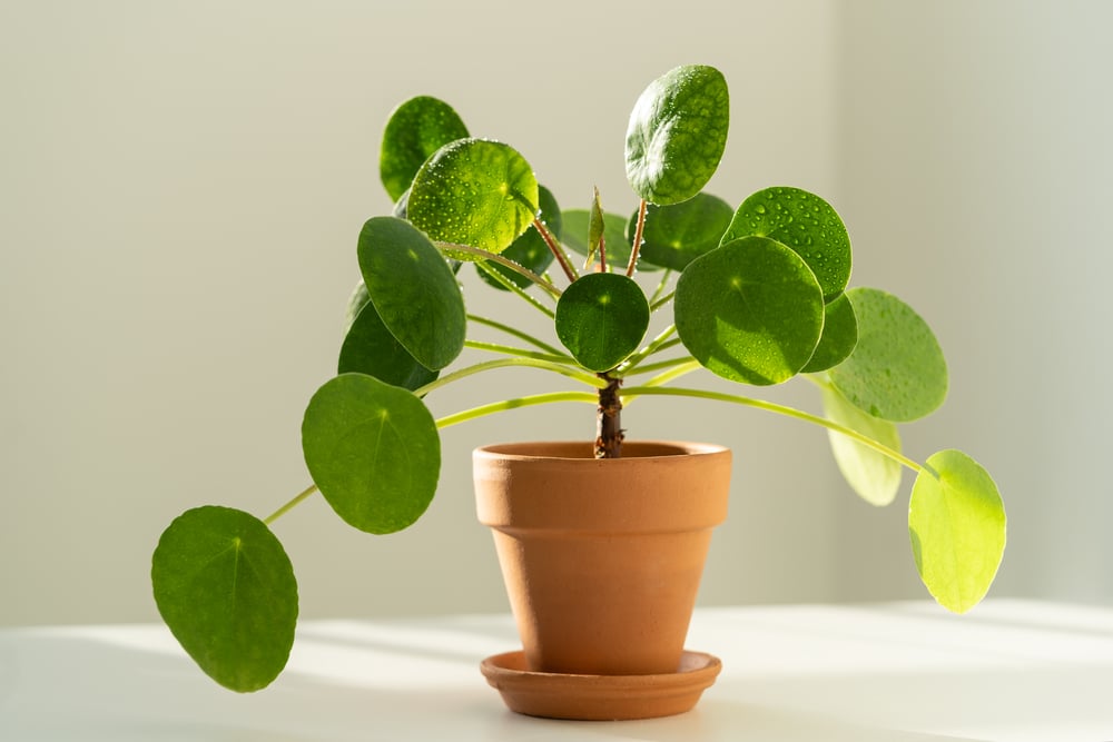 Macro shot of Pilea peperomioides