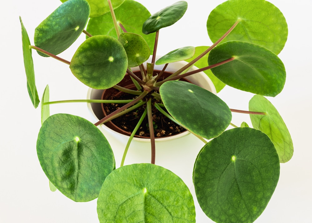 Pilea Peperomioides