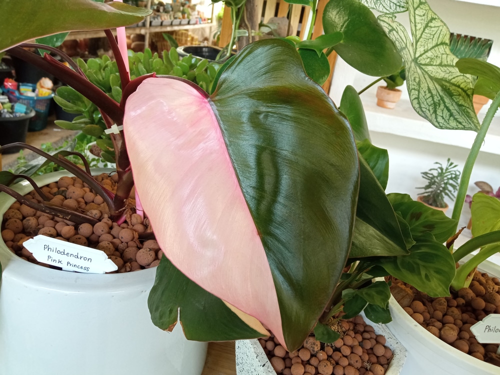 Pink Princess Philodendron