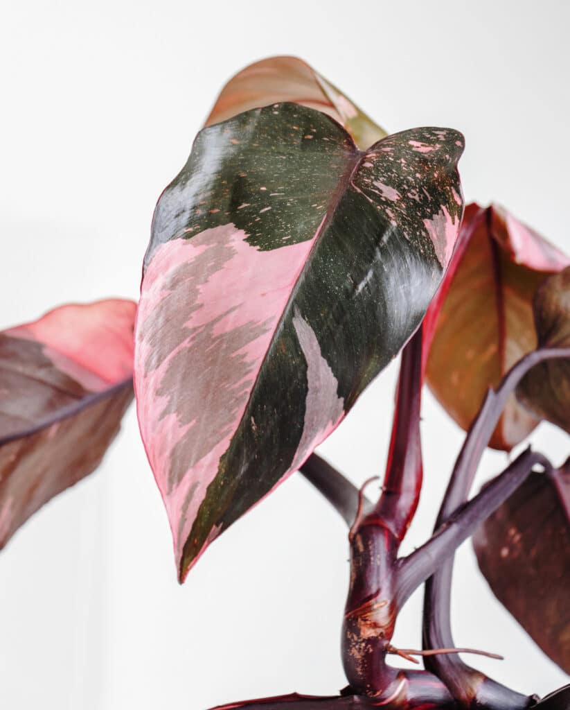 Pink Princess Philodendron