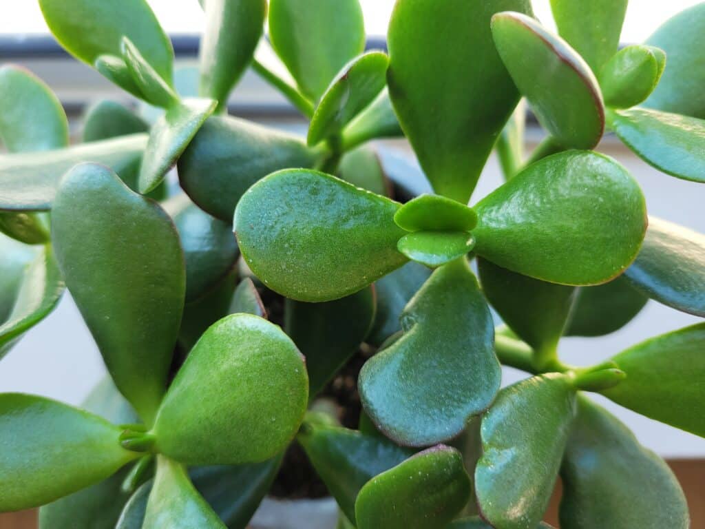 history and culture of jade plant