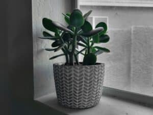 jade plant care