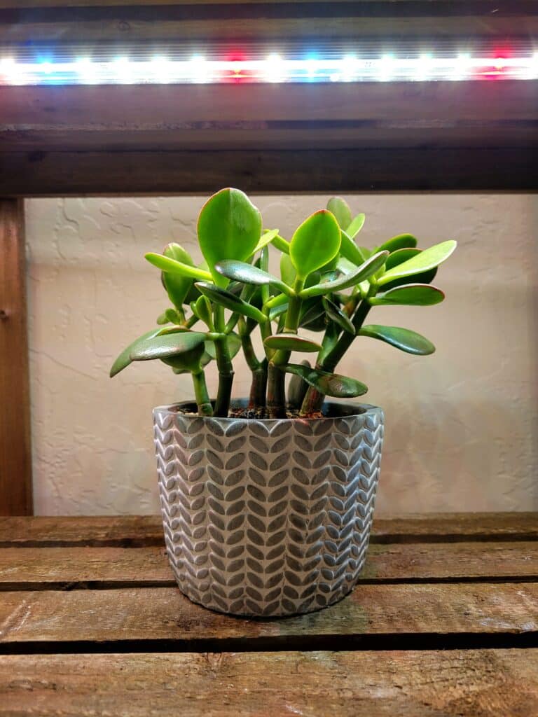 jade plant lighting requirements