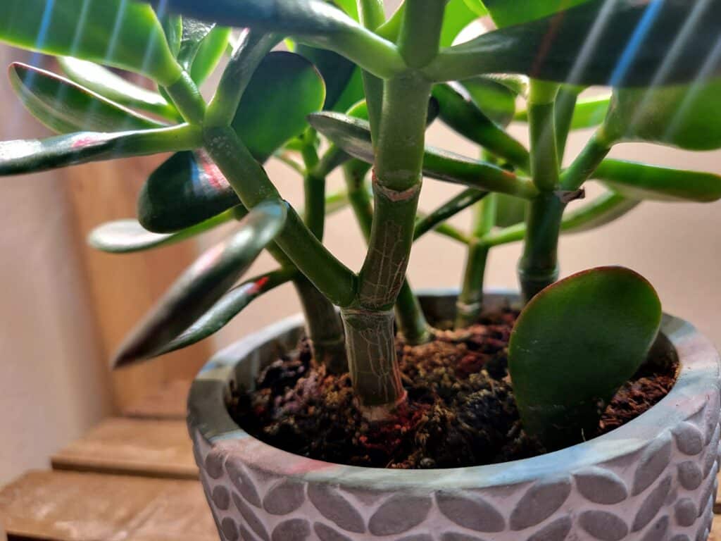 pruning jade plant