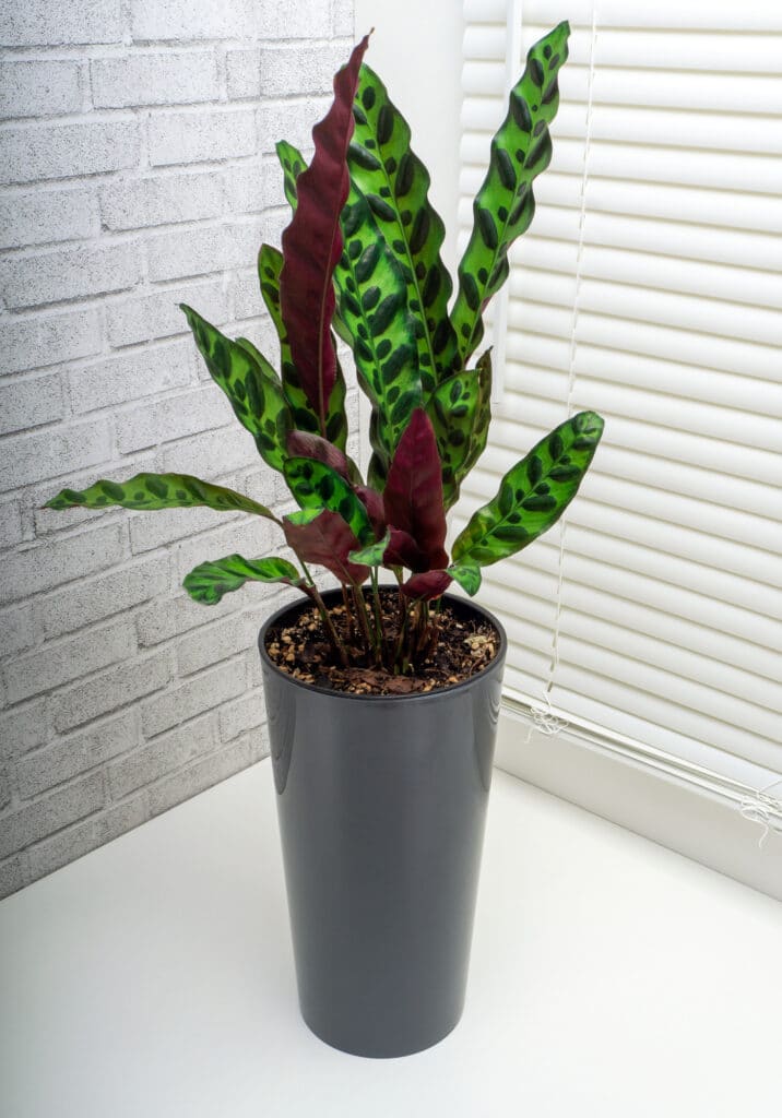 Calathea lancifolia