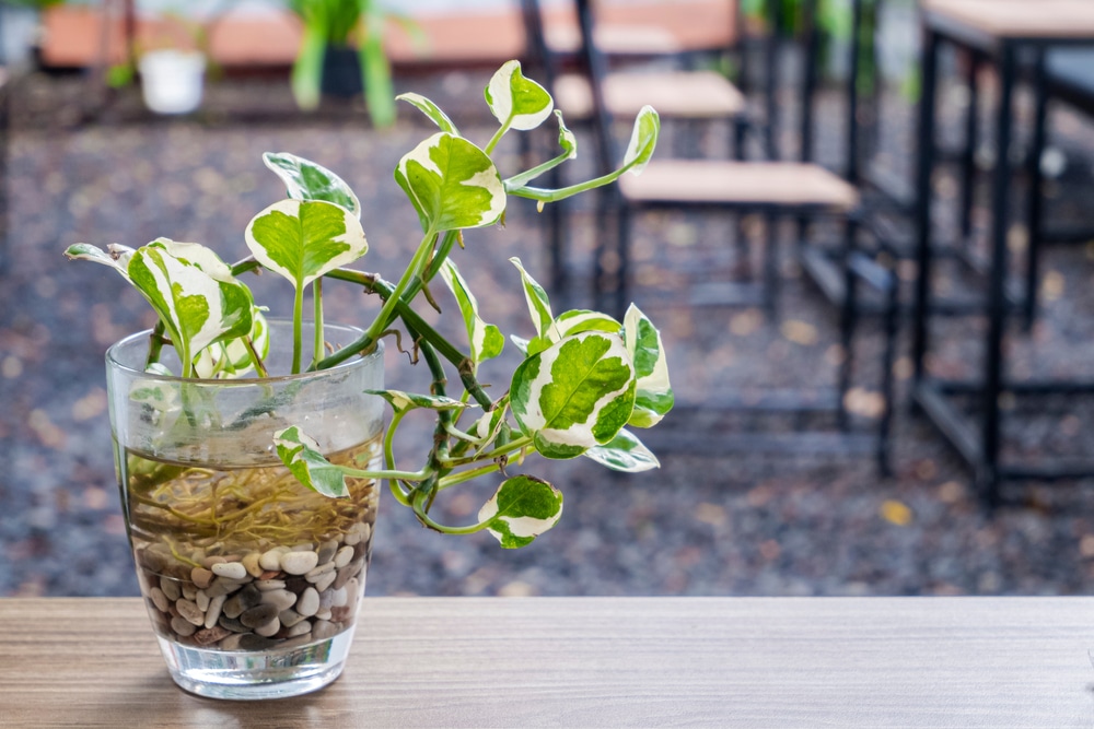 how often to water pothos n joy