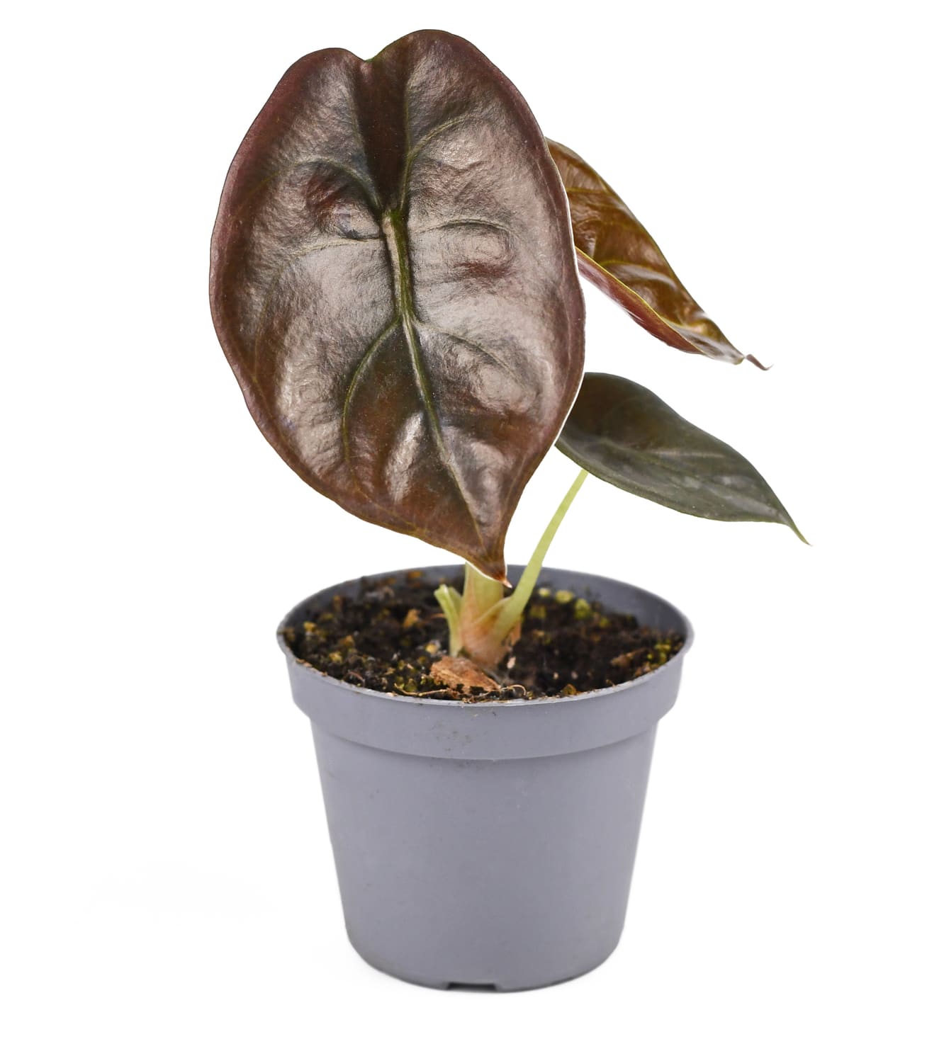 10 Most Expensive Houseplants (With Pictures) Just Houseplants