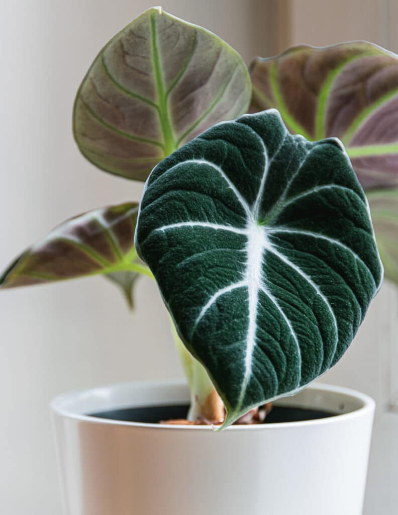 Alocasia black velvet in pot