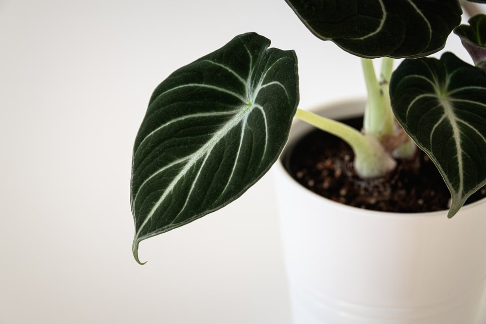 Alocasia black velvet