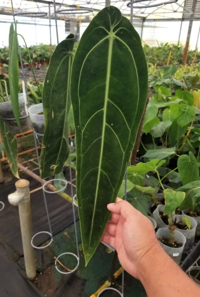 Anthurium Warocqueanum