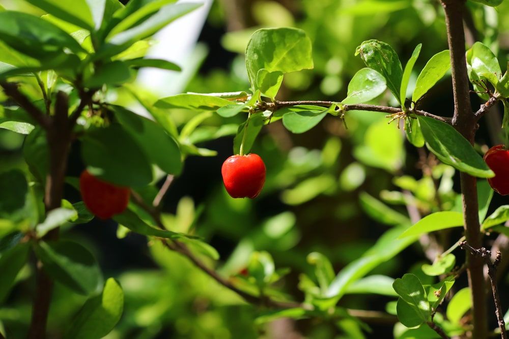 Barbados cherry (Malpighia emarginata)