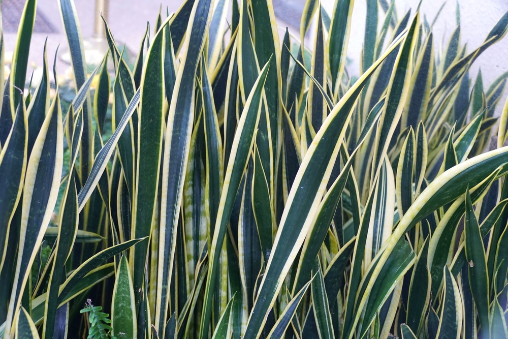 Black Gold snake plant