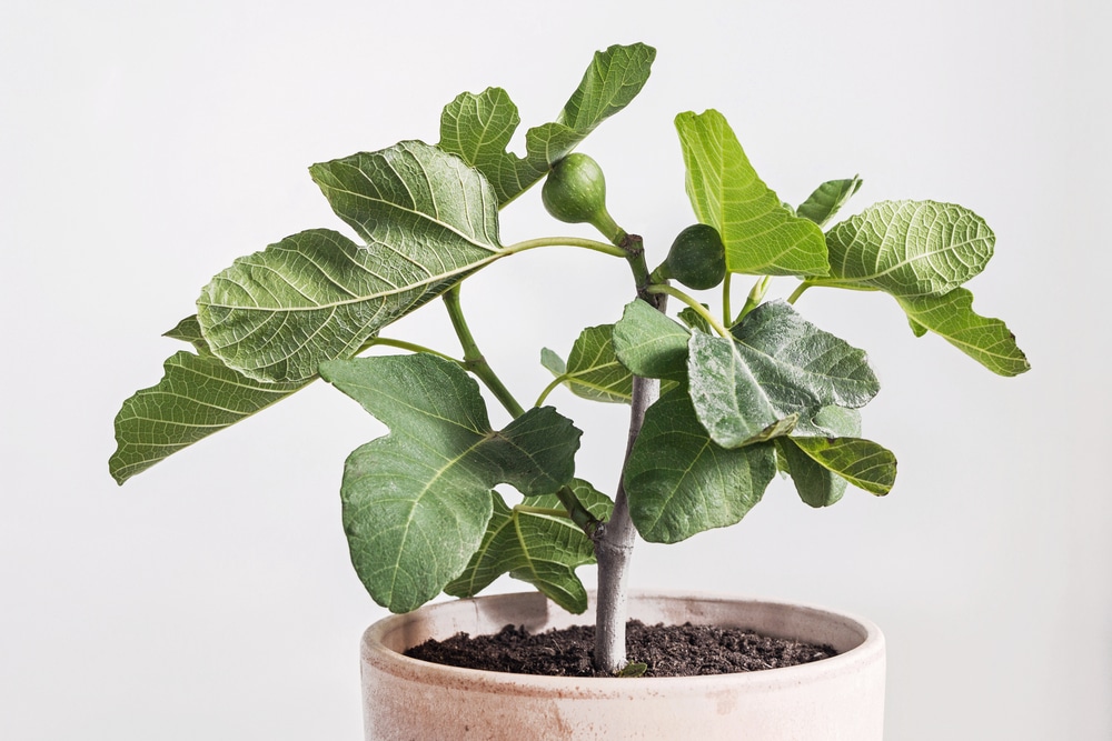 Ficus carica