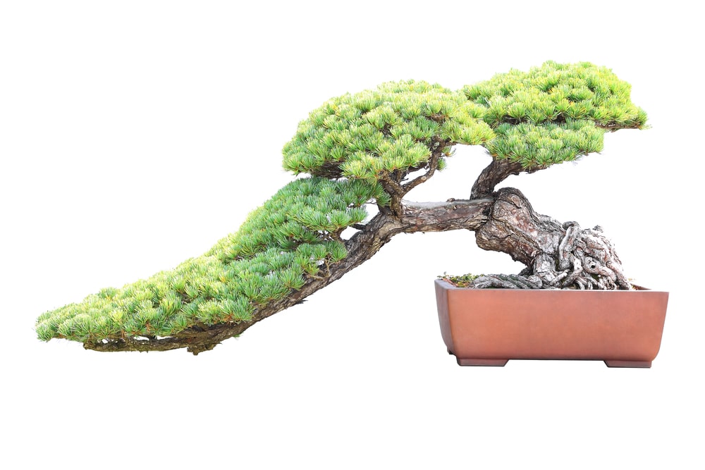 Pine bonsai