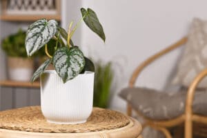 Philodendron Brandtianum