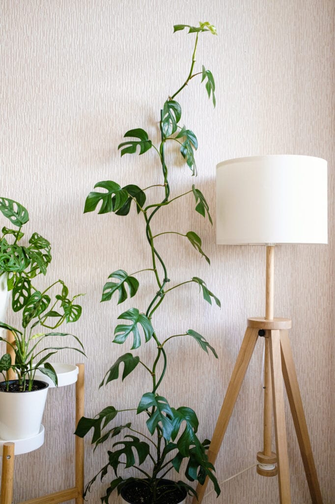 Rhaphidophora Tetrasperma Care Guide (Mini Monstera)