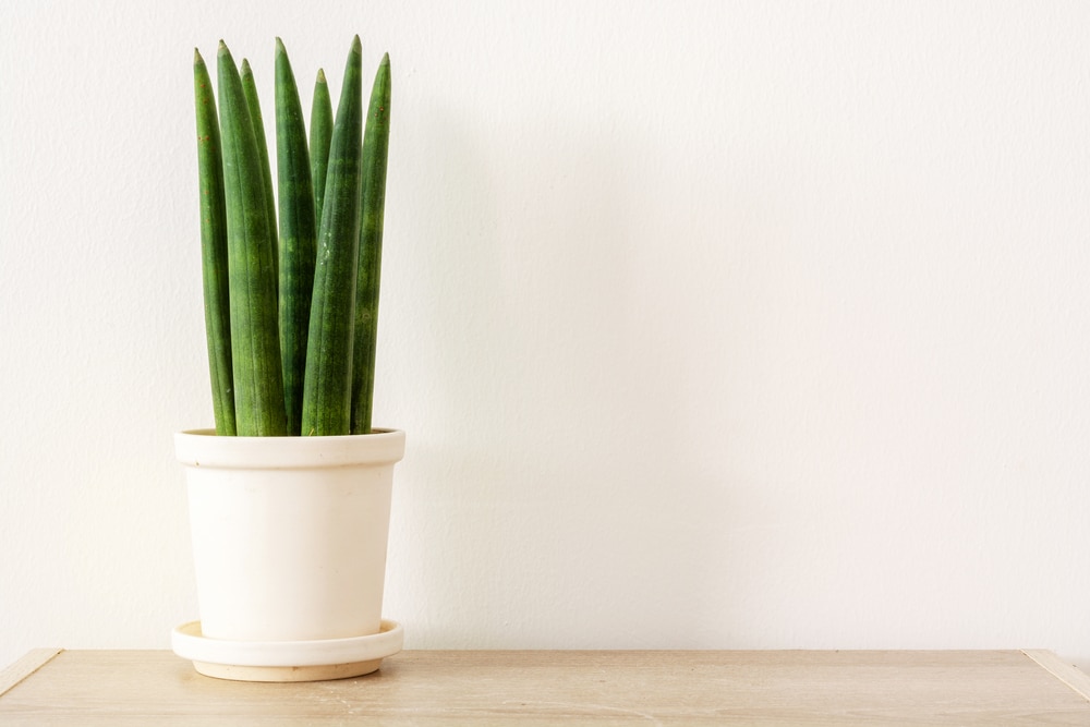 Sansevieria cylindrica