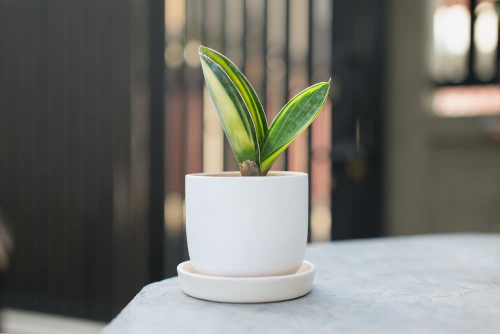 Sansevieria masoniana