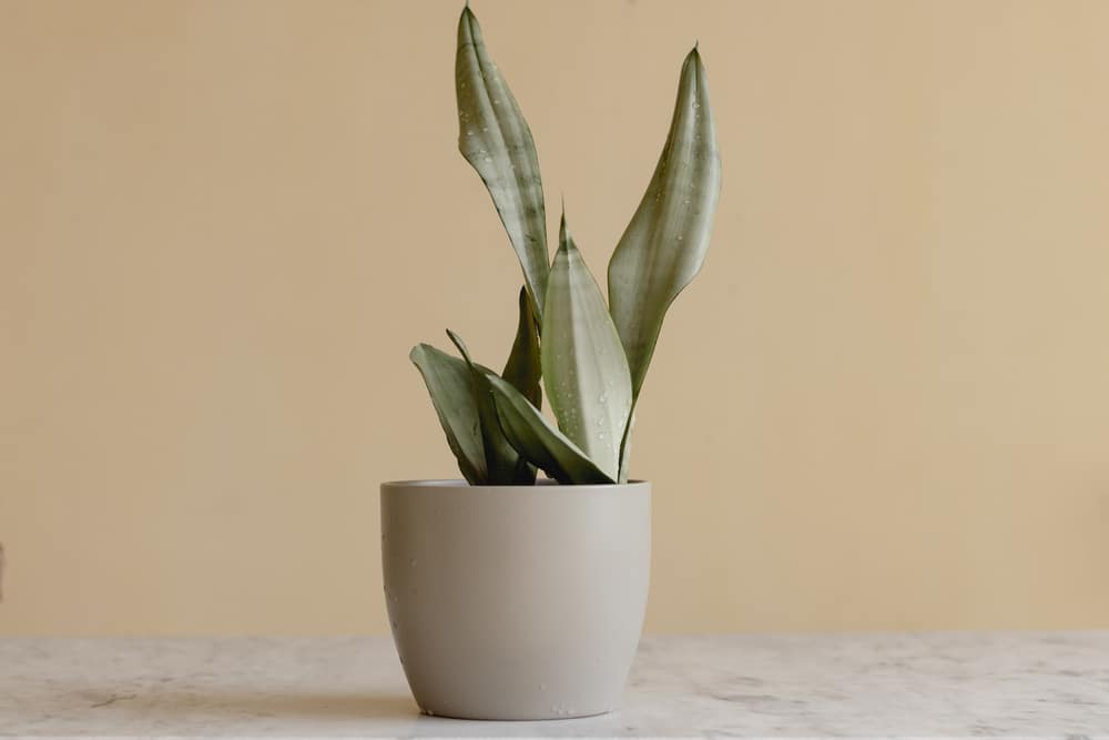 Sansevieria moonshine