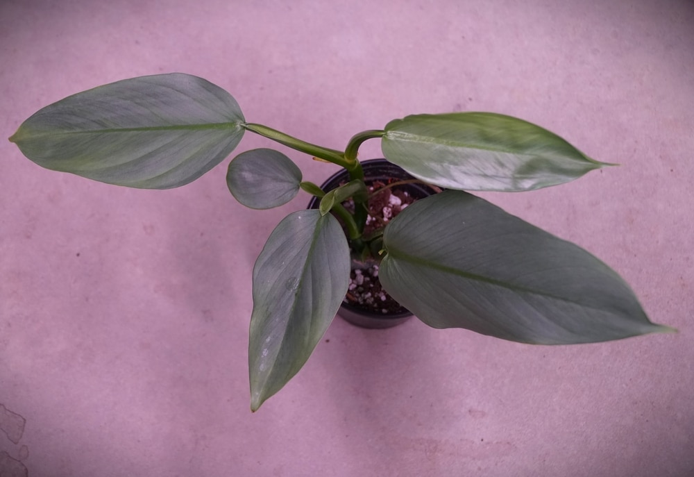 Silver Sword Philodendron Care Guide Philodendron Hastatum Just Houseplants