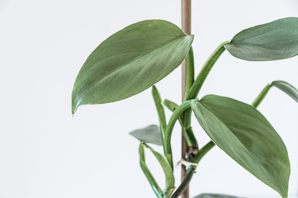 Silver Sword Philodendron hastatum