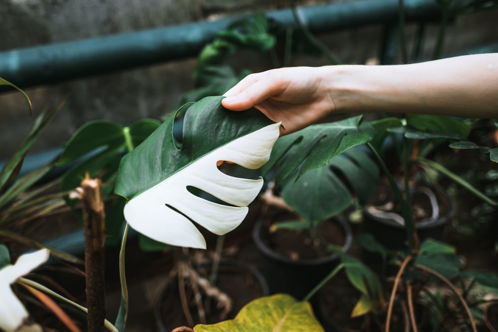 Variegated Monstera deliciosa