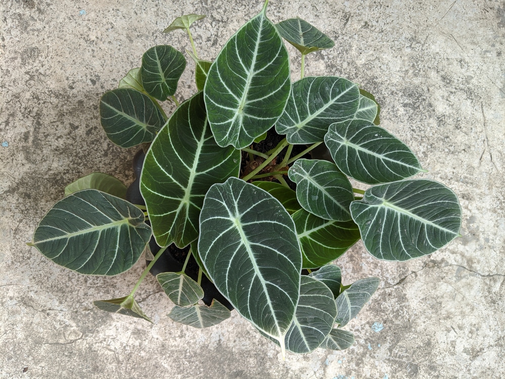 alocasia black velvet