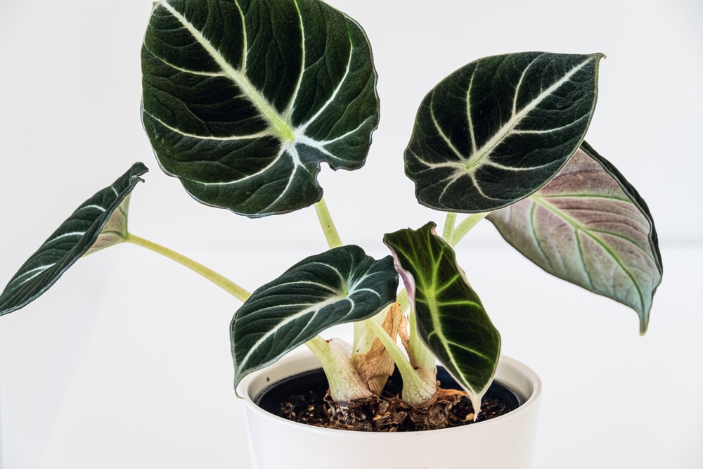 alocasia black velvet in pot