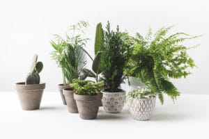 houseplants on a white table