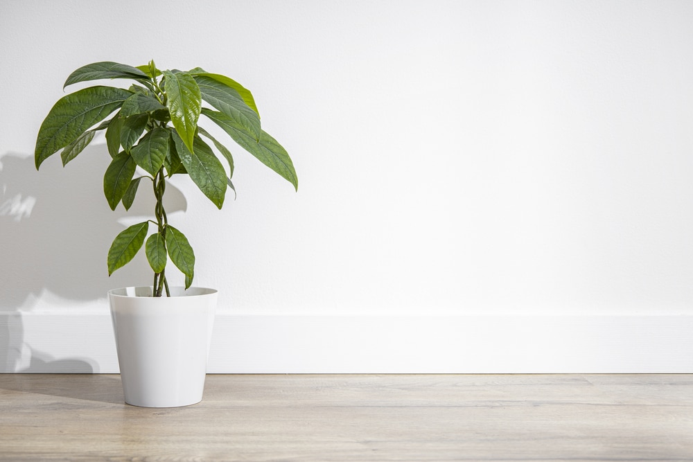 10 Indoor Fruit Trees That You Can Keep at Home | Just Houseplants