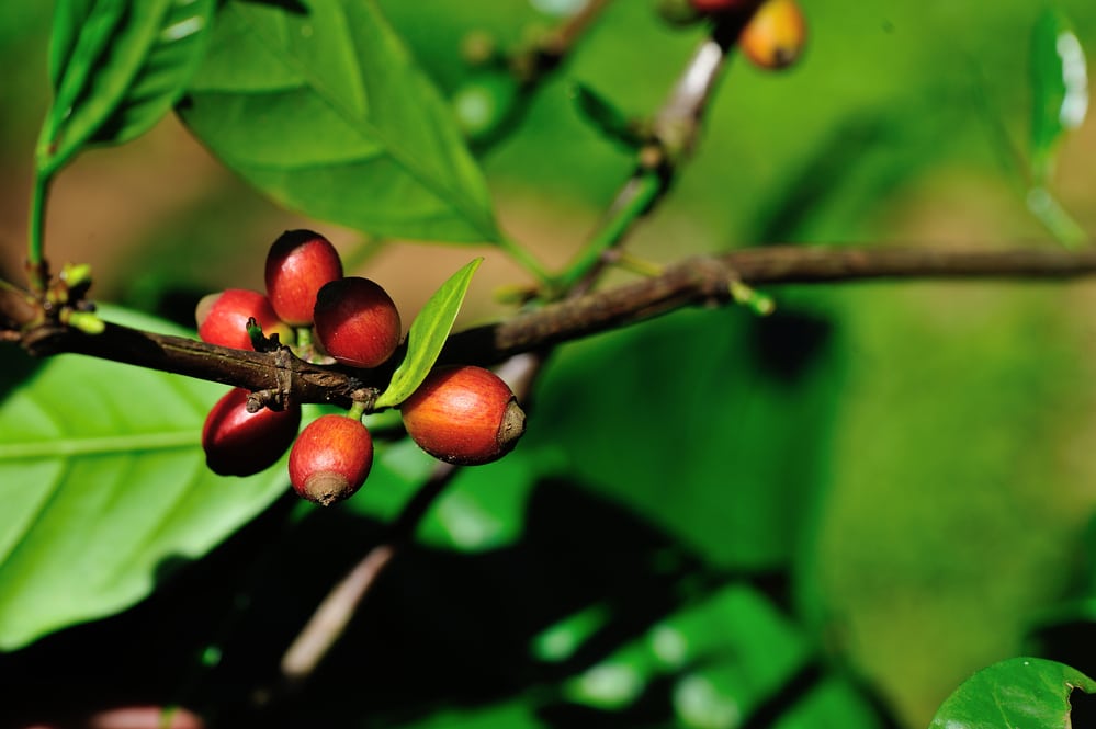 Coffee beans in growth on tree