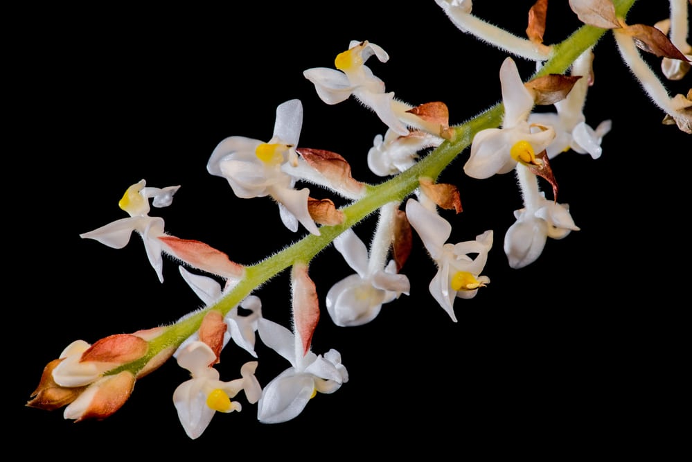 Flowers of the Jewel Orchid (Ludisia discolor)