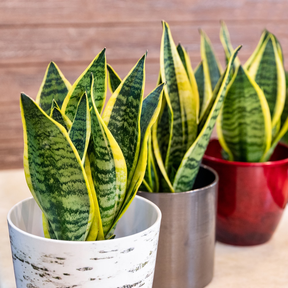 18+ Snake Plants Varieties - ThomasinaMinsa