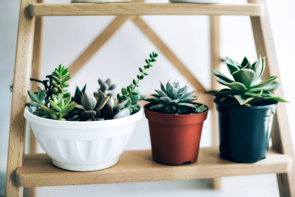 low light succulents