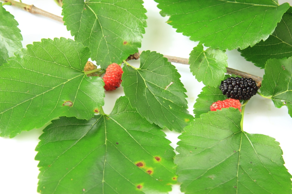 Black mulberry (Morus nigra)