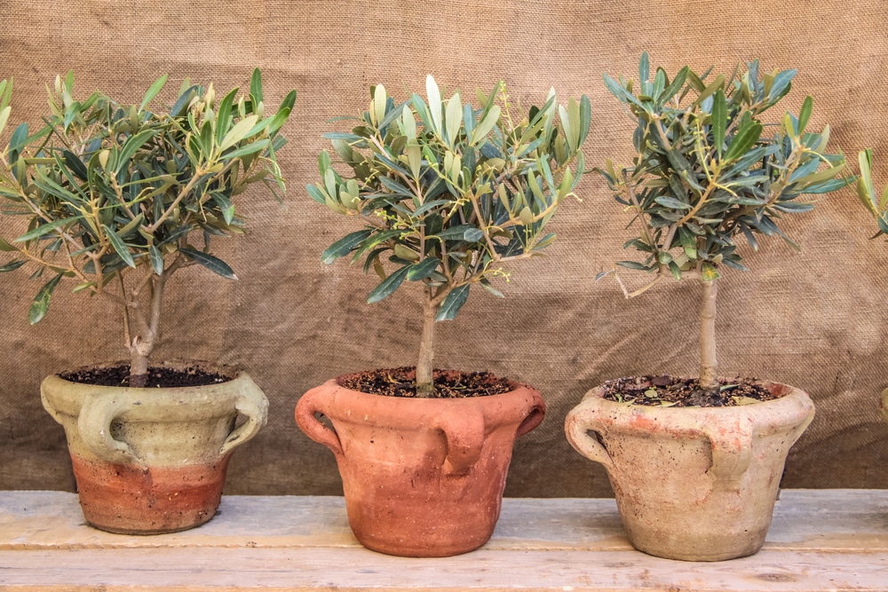 Small olive trees