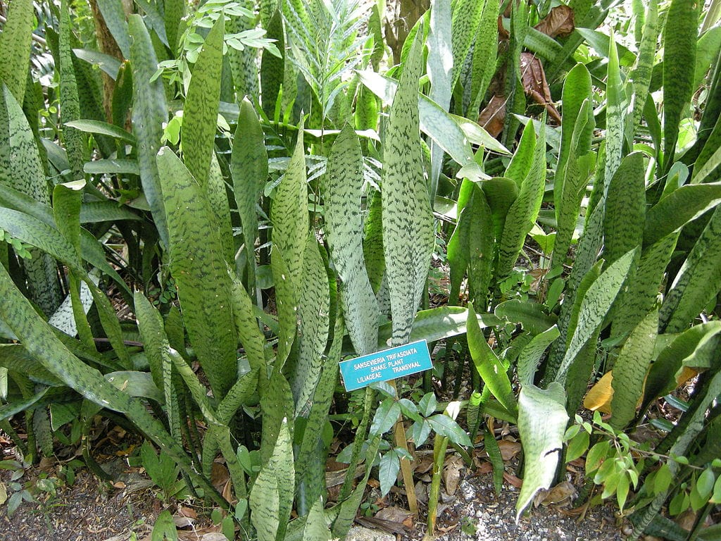 sansevieria Liberica