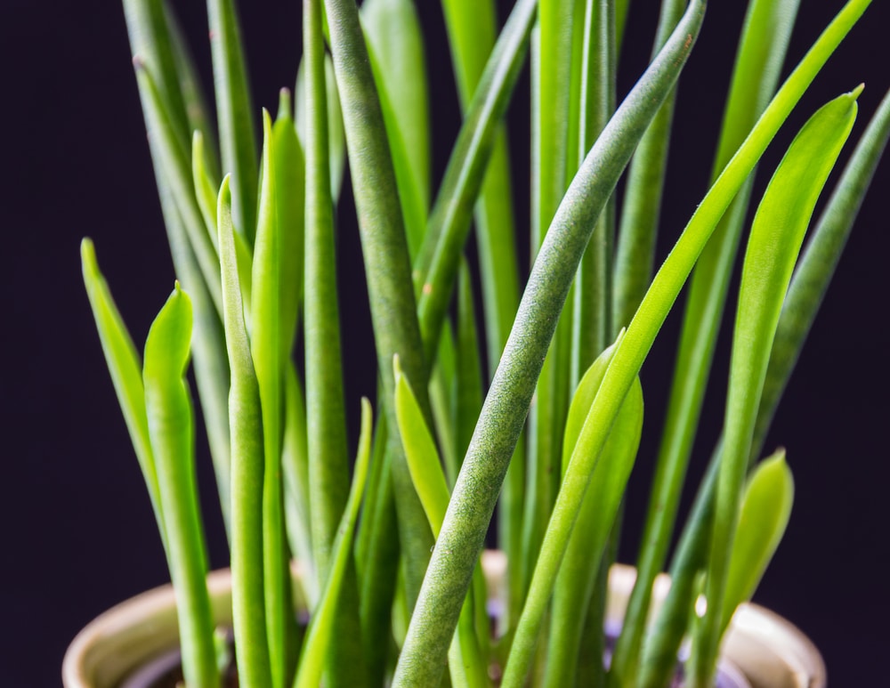 sansevieria bacularis