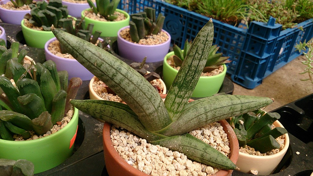 sansevieria boncel