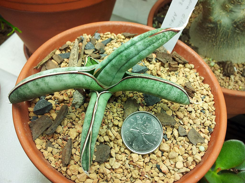 sansevieria eilensis